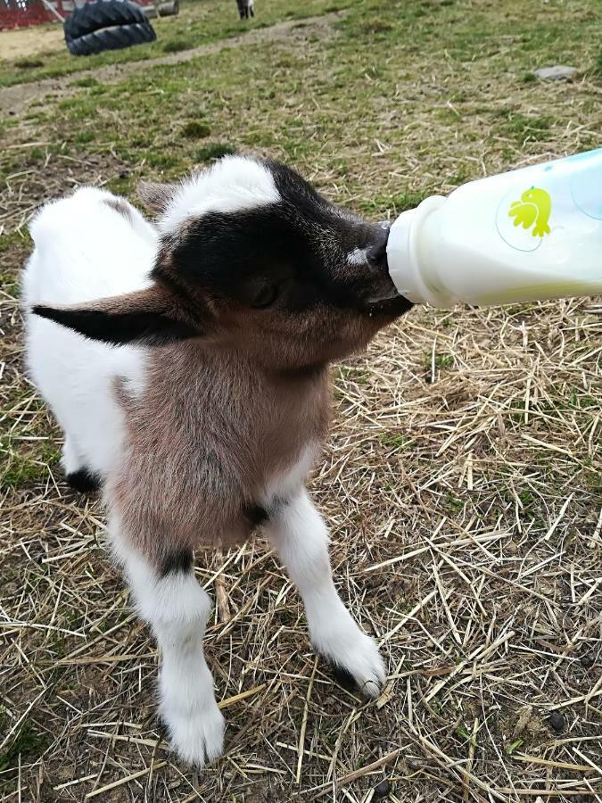 Farma Ranch Jelemek Daire Nebahovy Dış mekan fotoğraf