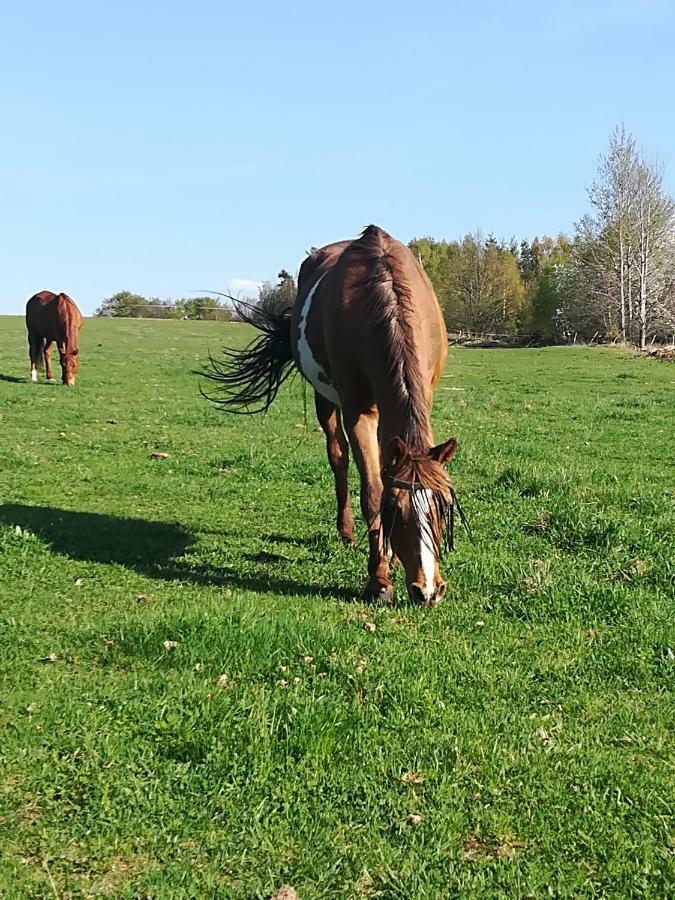 Farma Ranch Jelemek Daire Nebahovy Dış mekan fotoğraf